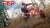 MX vs ATV All Out (Xbox One/Series, б/у)