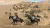 Mount & Blade 2 Bannerlord (PS5, рус., витринный образец)